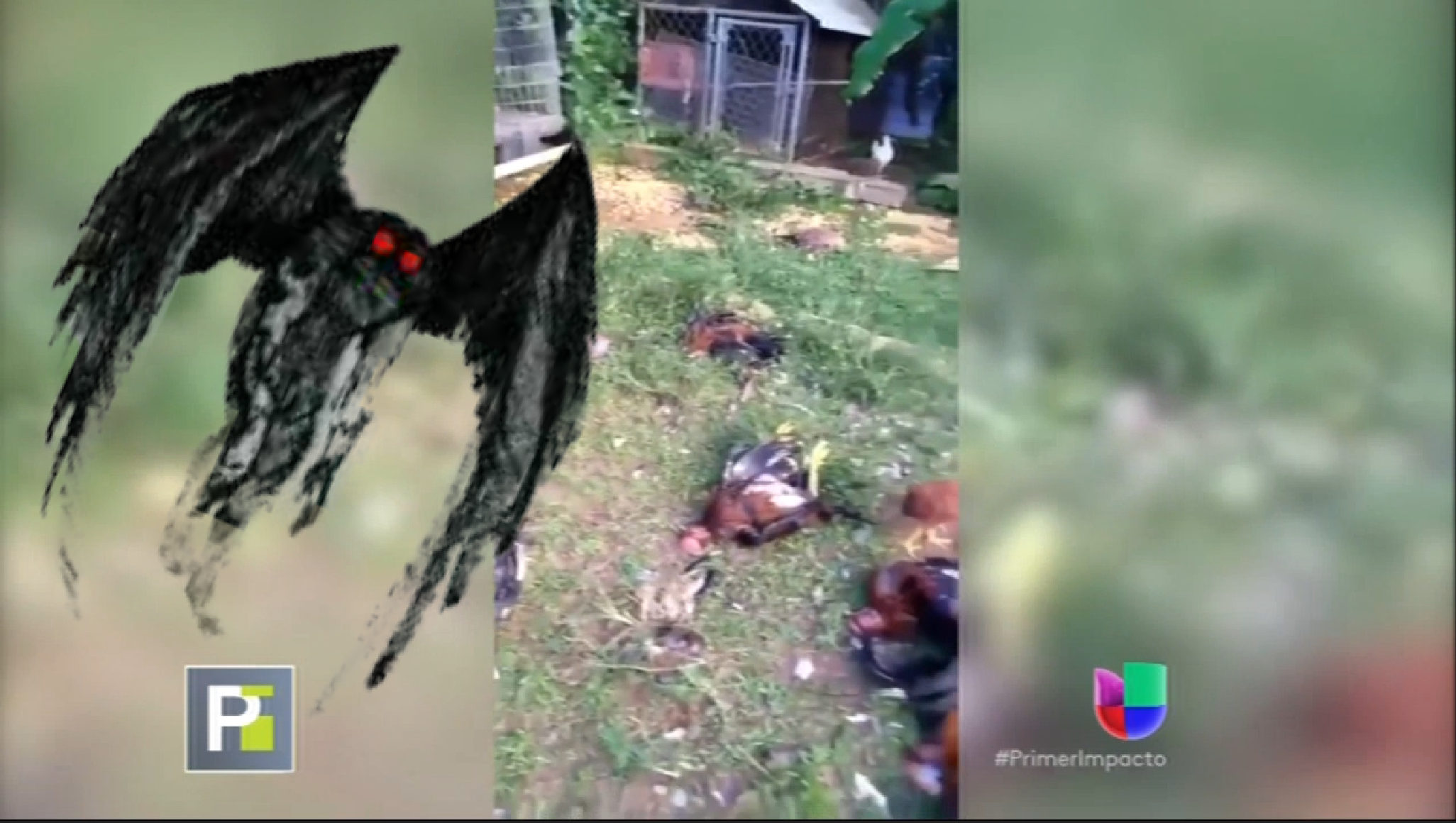 ¿UNA GÁRGOLA? Un Monstruo Tiene A Toda Una Comunidad De Puerto Rico En Ascuas