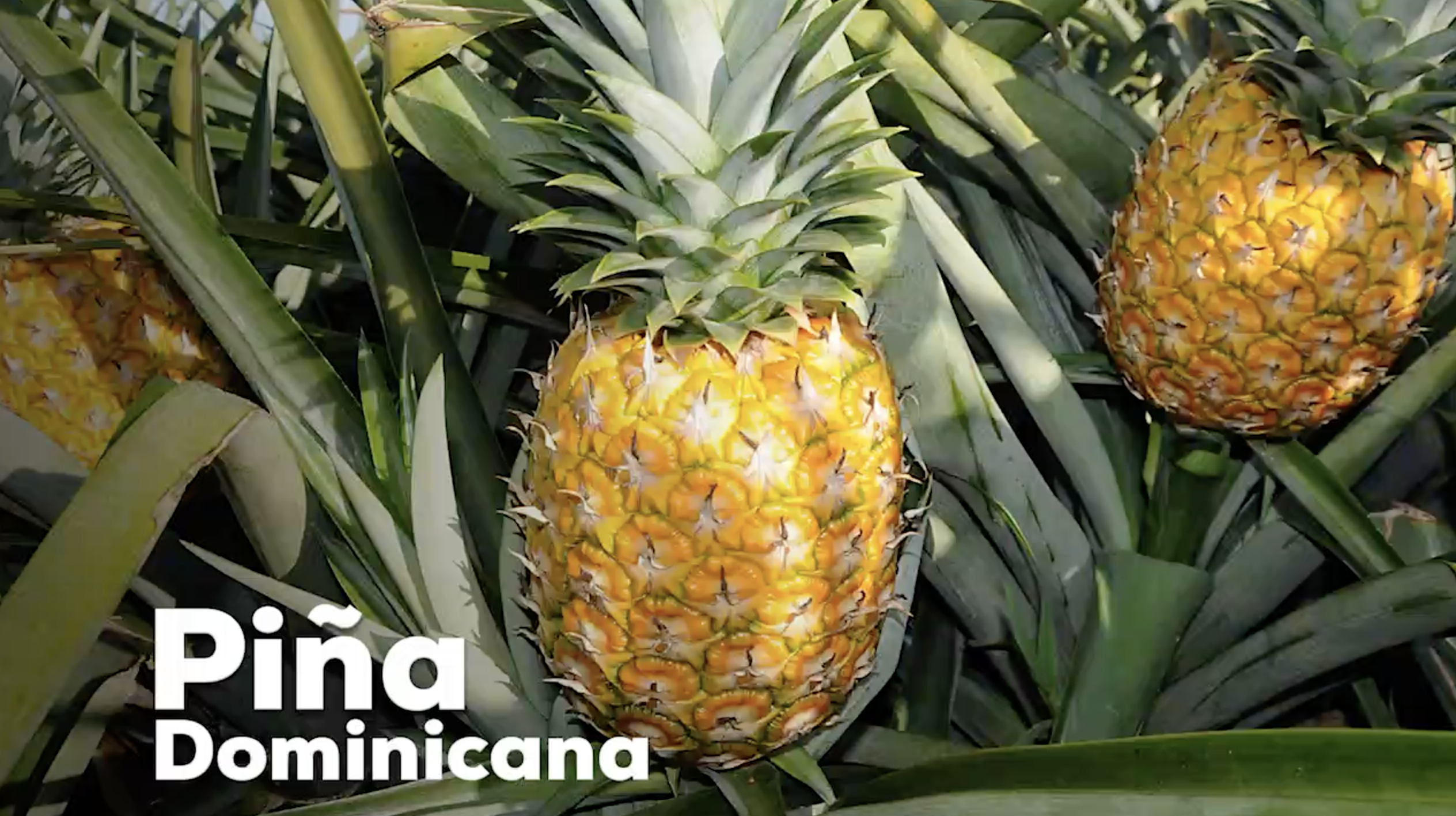 La Nuestra, La Piña Dominicana, Es “la Más Dulce Del Mundo”, Dijo Danilo Medina A Su Homólogo El Presidente Xi Jinping.