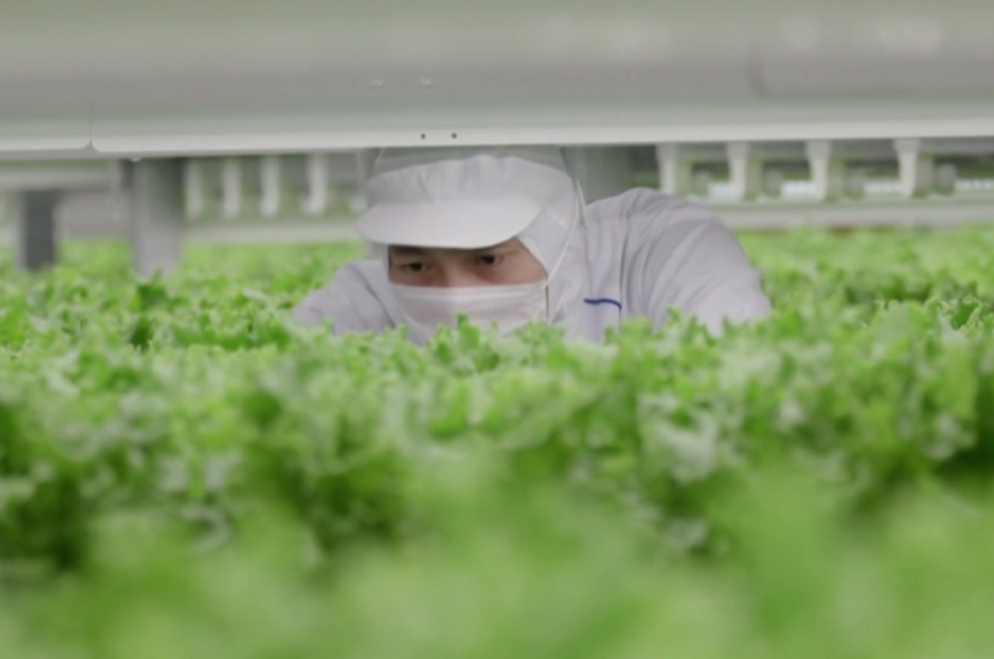 Japón Crea Fábrica De Verduras Para Sustituir La Agricultura En El Campo