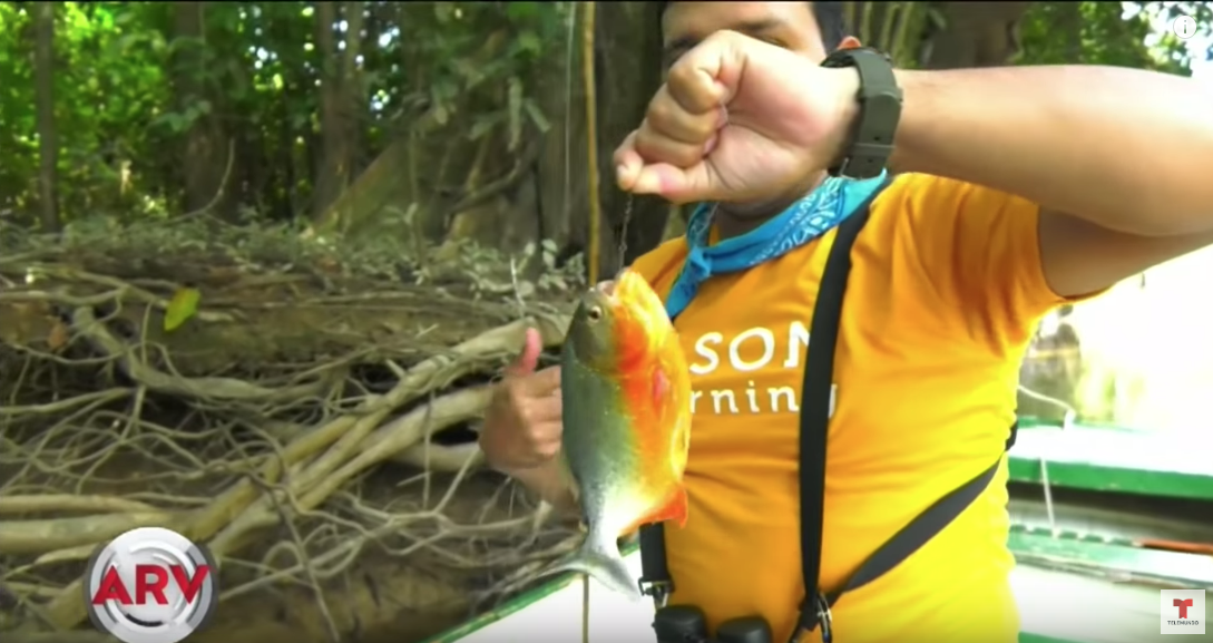 Pesca De Pirañas Está De Moda Entre Turistas De Perú Y Sus Peligros Desatan Polémica