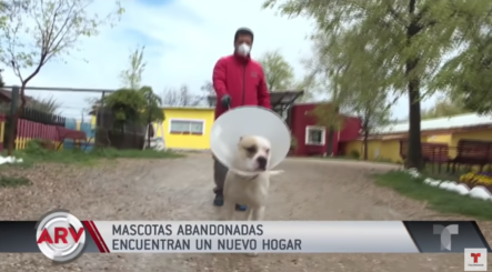 Mascotas Abandonadas En Medio De La Pandemia Encuentran Un Nuevo Hogar