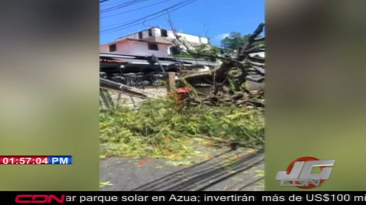 Árbol De Framboyán Cae Encima Del Local De Ahí Bar En Santiago