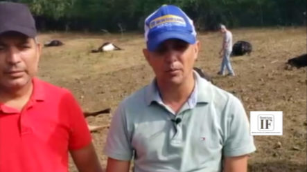 Autoridades Detrás De Un Hombre Acusado De Matar 39 Vacas En Santiago Rodríguez
