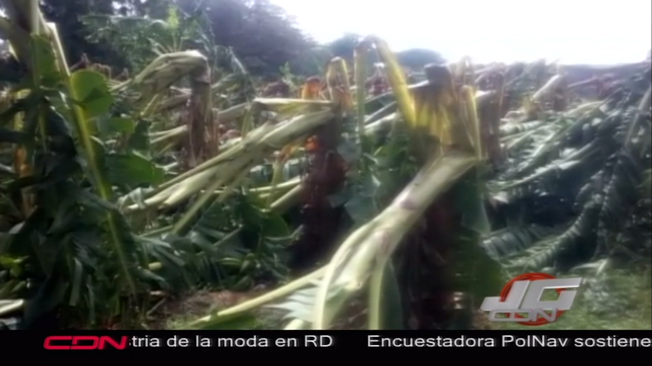 Tornado Y Ventaron Afectaron Plantaciones De Plátano Y Algunas Viviendas En Montecristi