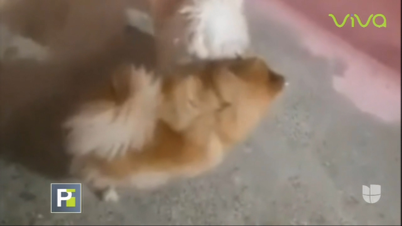 Impactantes Imágenes Bajo Los Secretos A Voces De Borga Voces De Primer Impacto