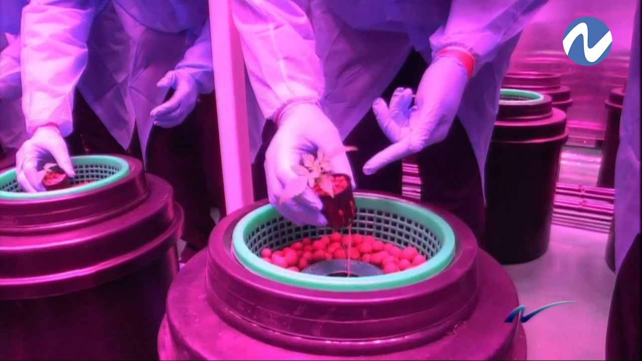 Nuria Piera: El Cannabis O Marihuana, Una Medicina Muy Humana