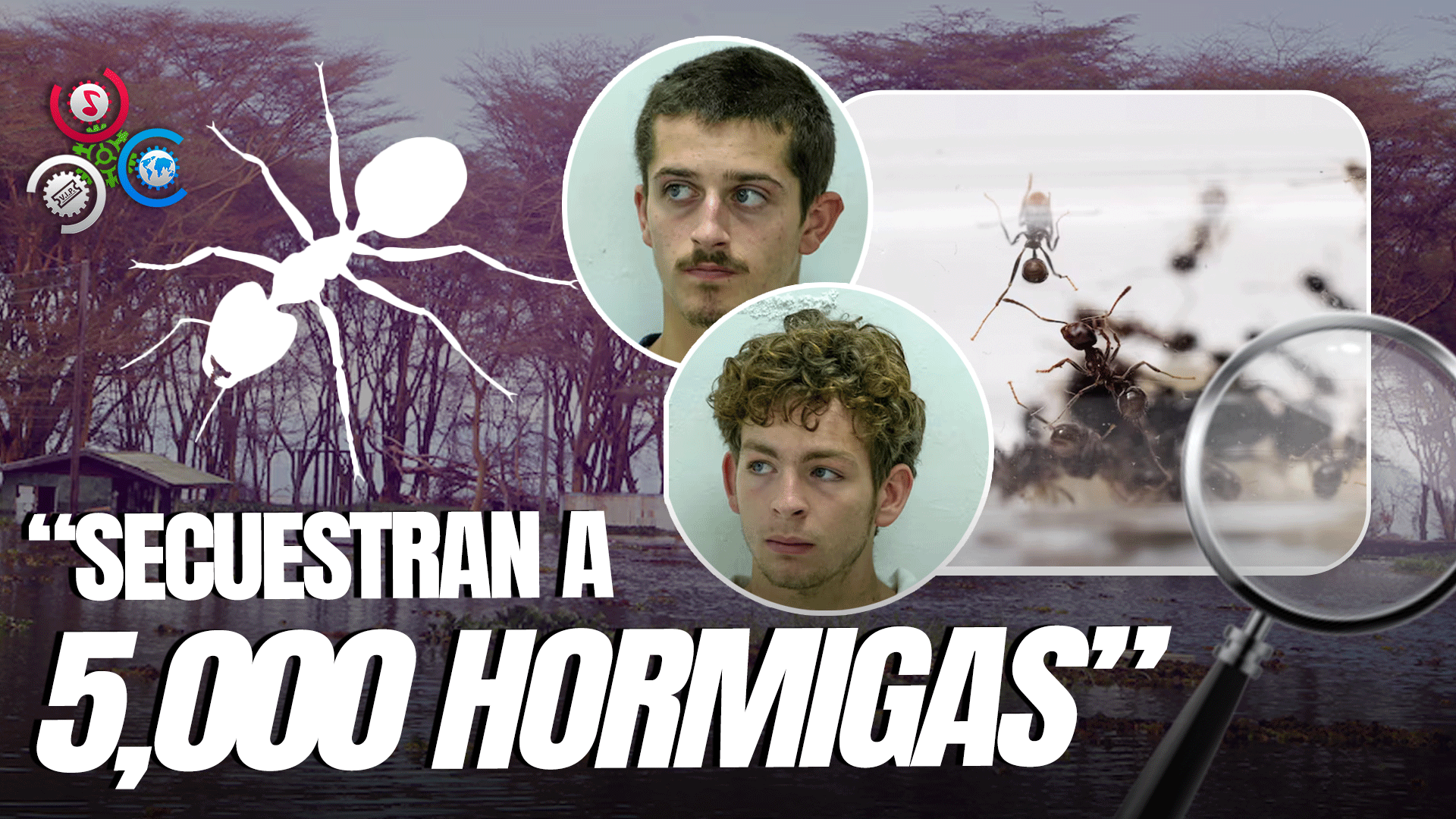 Arrestan En Kenia A Cuatro Contrabandistas De Hormigas