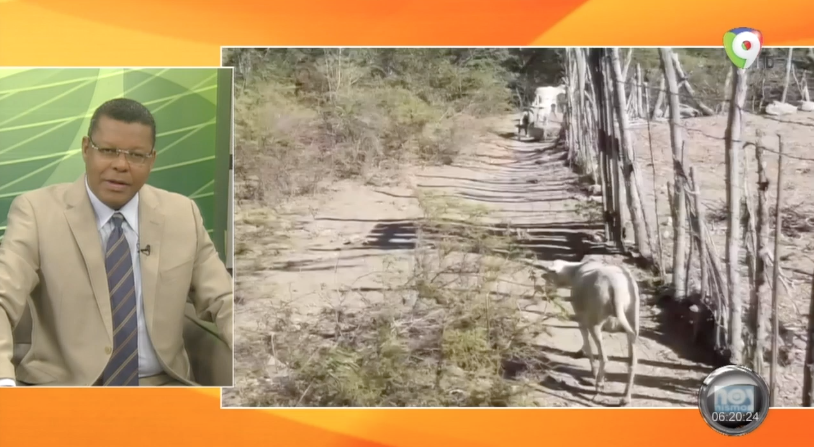 Sequía Sigue Preocupando A Los Ganaderos De República Dominicana