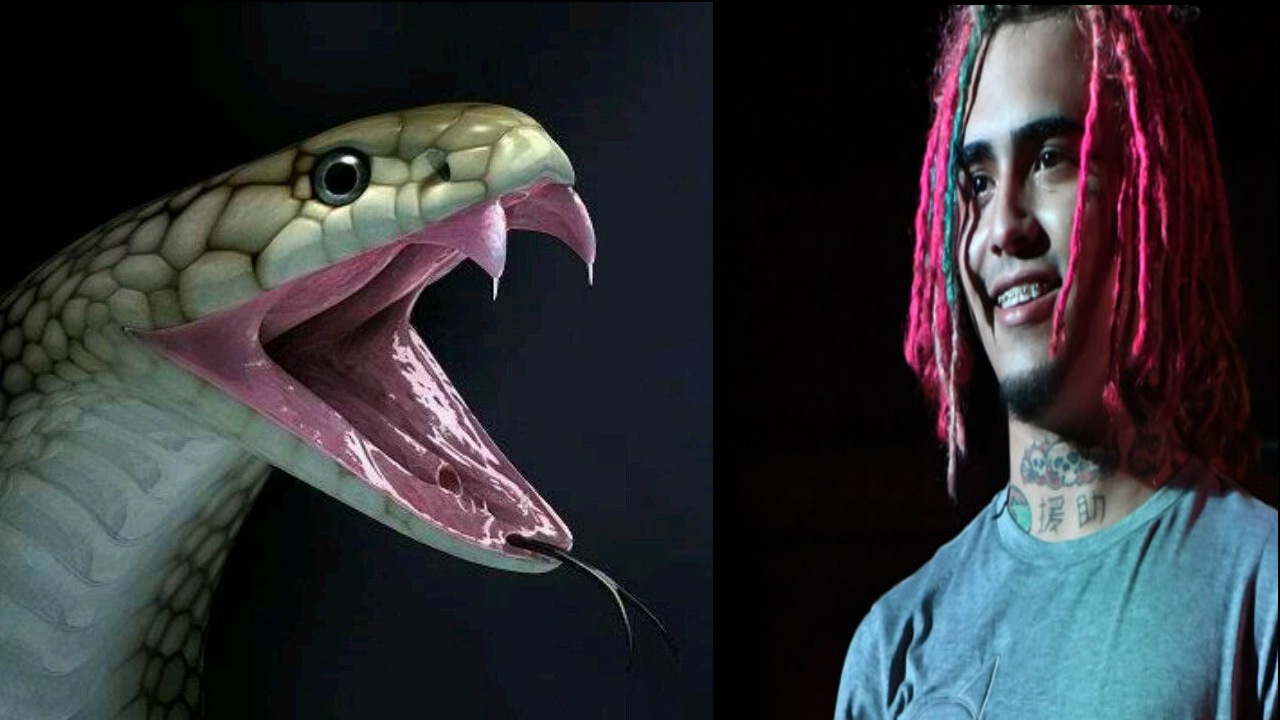 Serpiente Muerde Al Rapero Lil Pump Durante Grabación De Vídeo