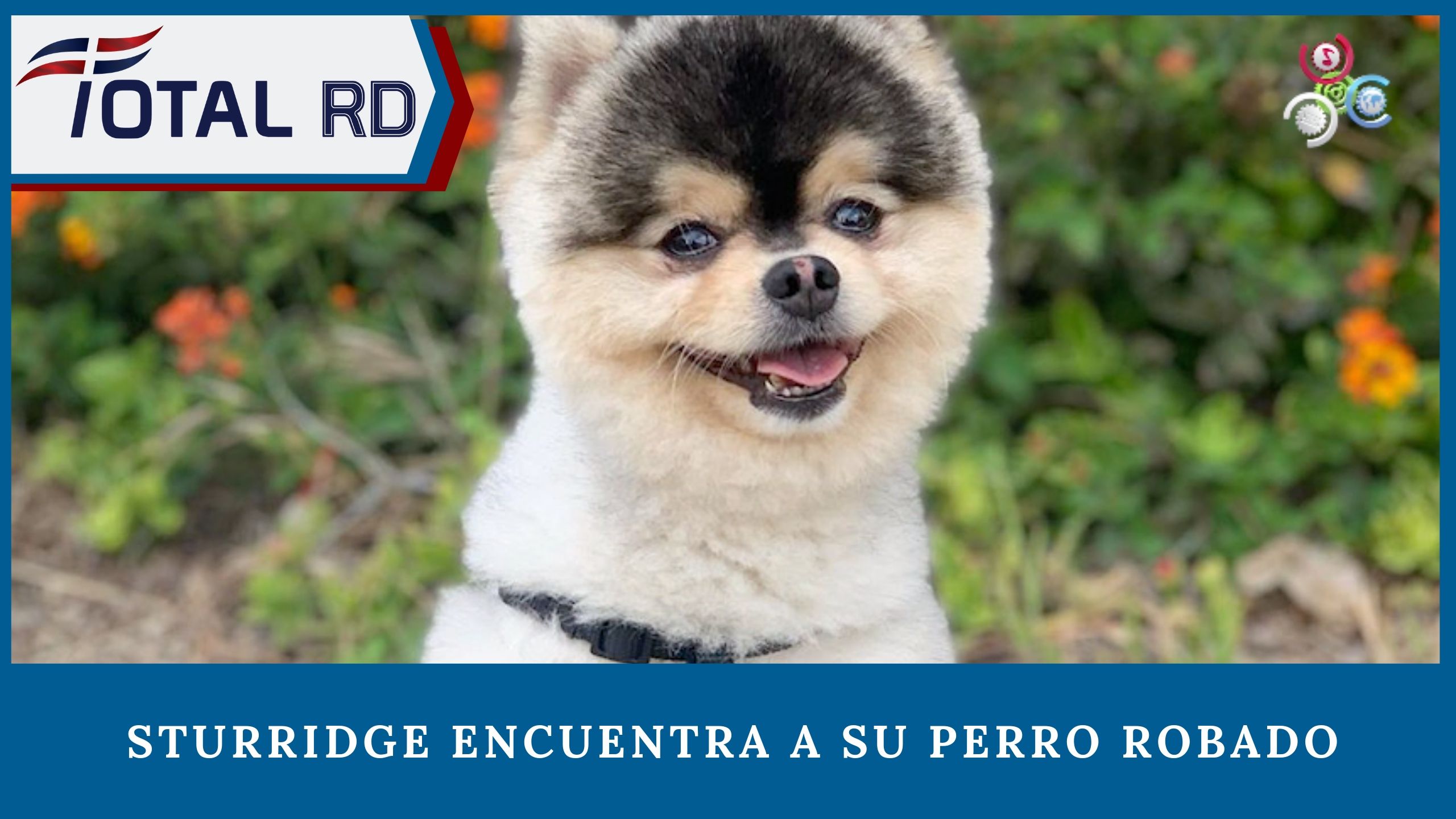 El Futbolista Inglés Daniel Sturridge Encuentra A Su Perro Robado