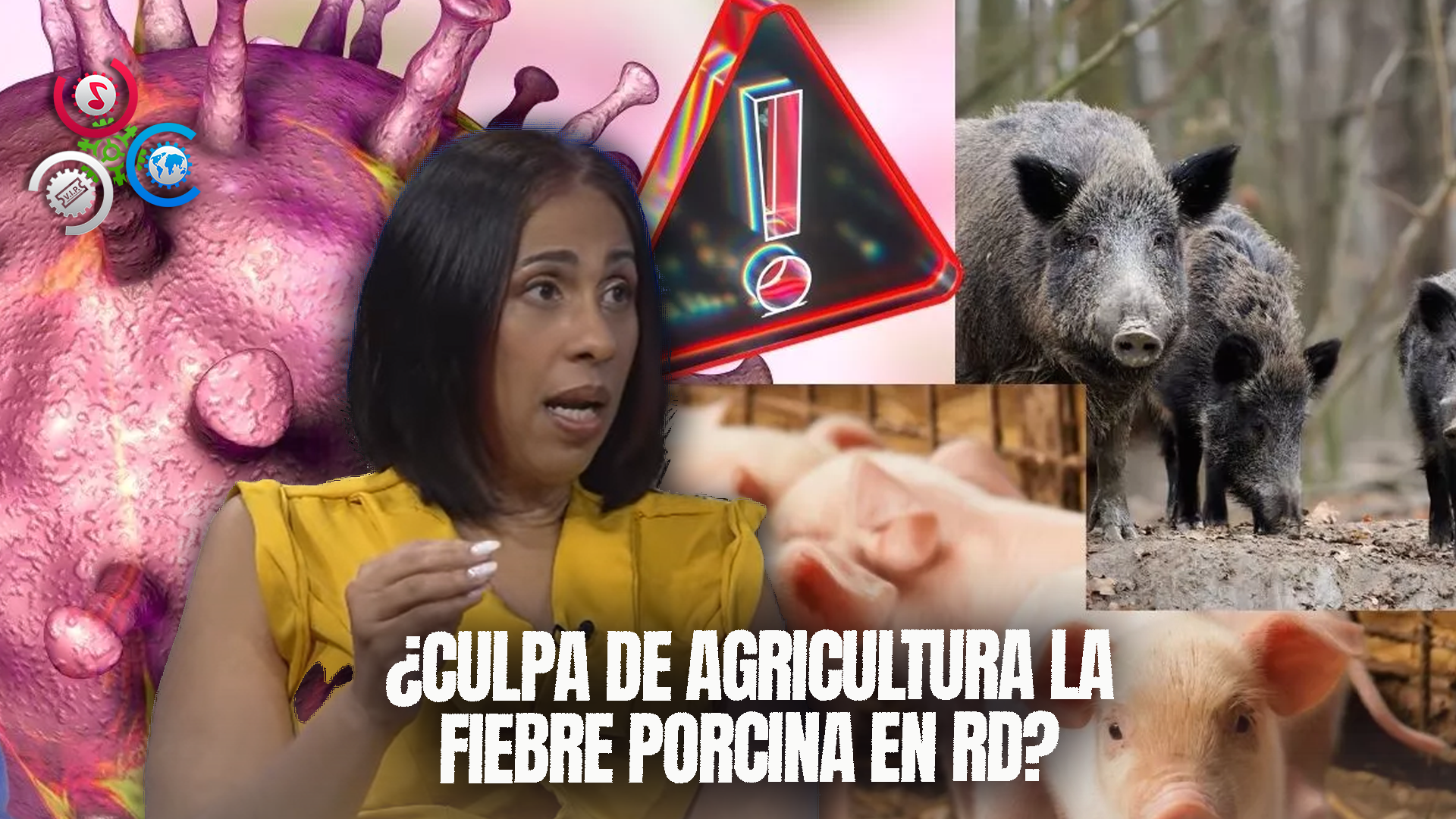 Susana Gautreau Responsabiliza Al Ministerio De Agricultura Por Fiebre Porcina En RD