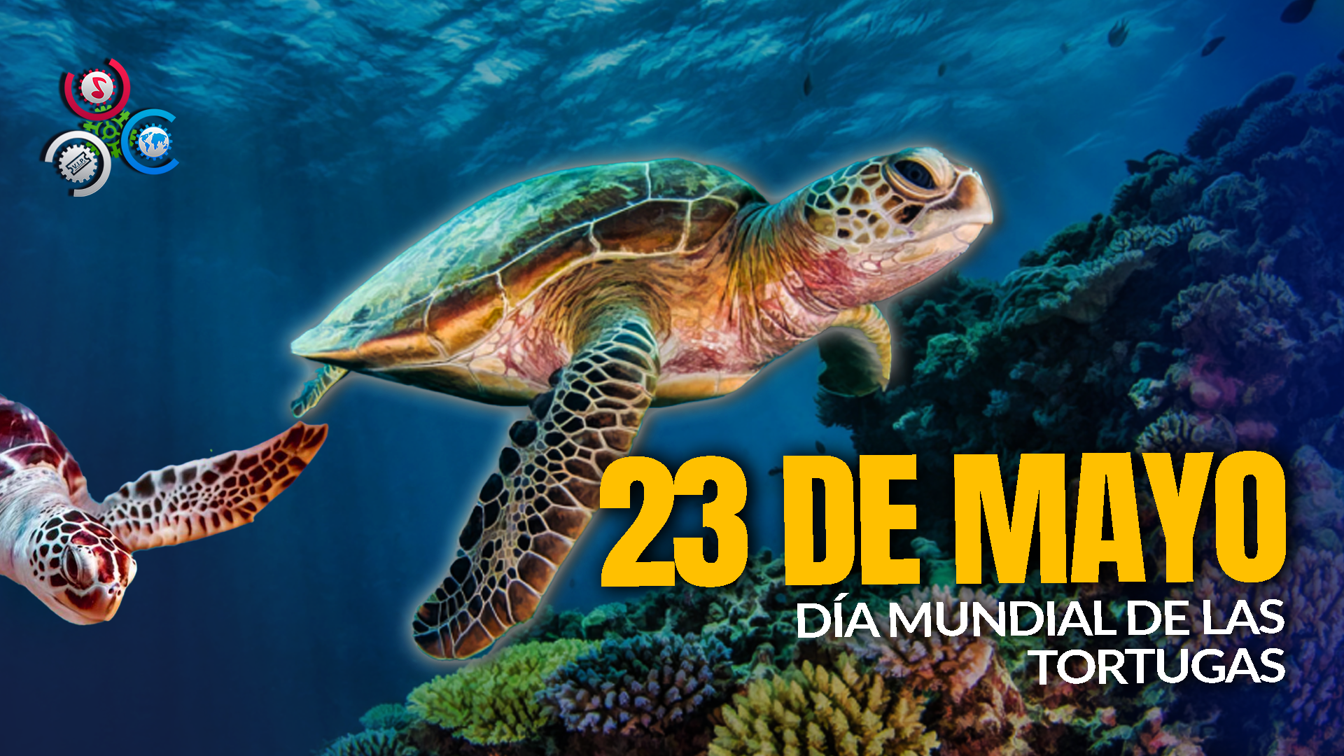 Día Mundial De Las Tortugas ‘DATOS FASCINANTES SOBRE ELLAS’