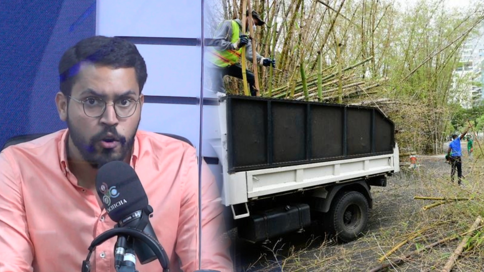 Tala De Bambúes: “Es Mejor Pedir Perdón Que Pedir Permiso”