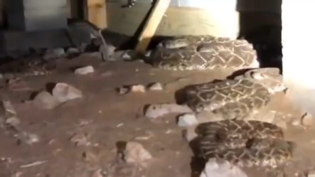 Intenta  Arreglar El Cable Y Descubre Que Tiene 45 Serpientes Cascabel En Casa