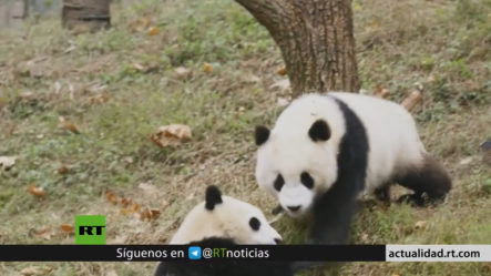 China Crea Una Aplicación De Reconocimiento Facial Para Distinguir A Los Pandas