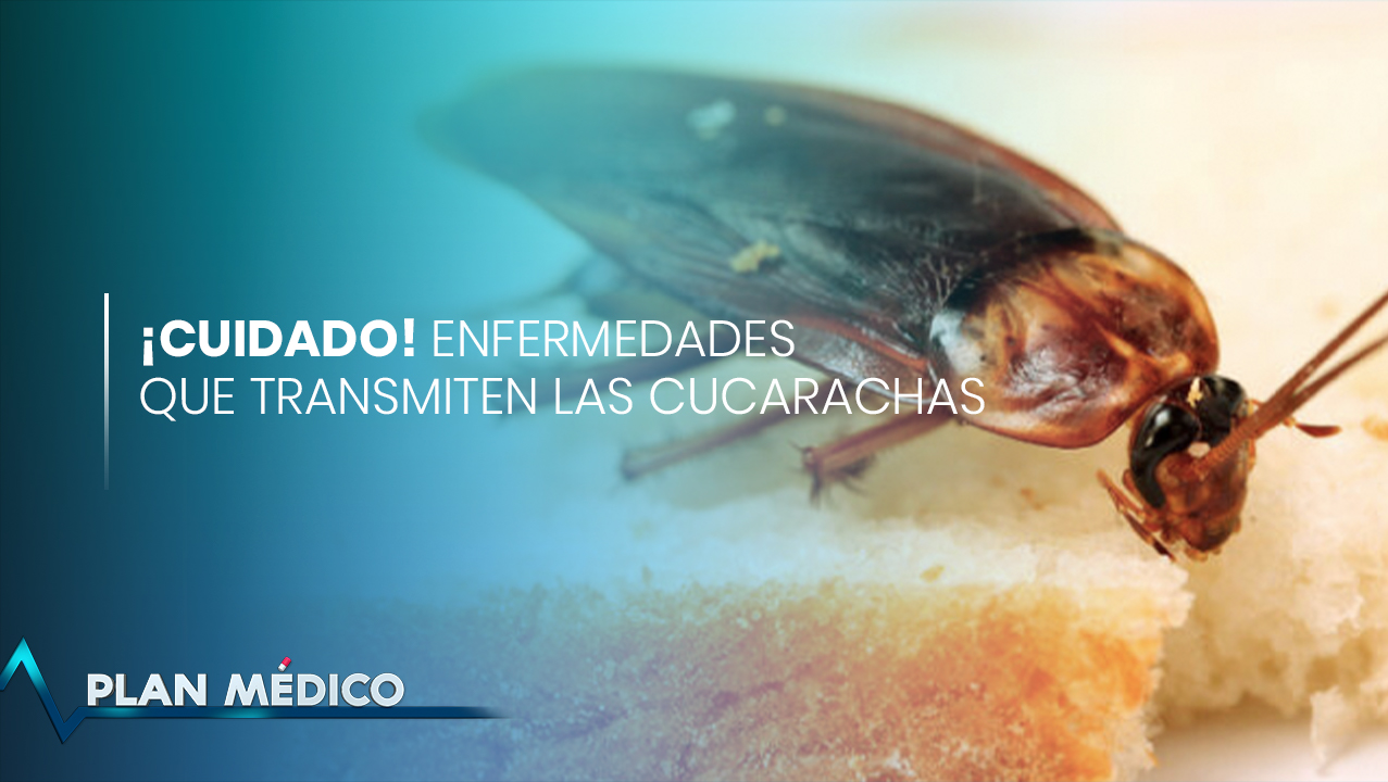 ¡CUIDADO! Enfermedades Que Transmiten Las Cucarachas | Plan Médico