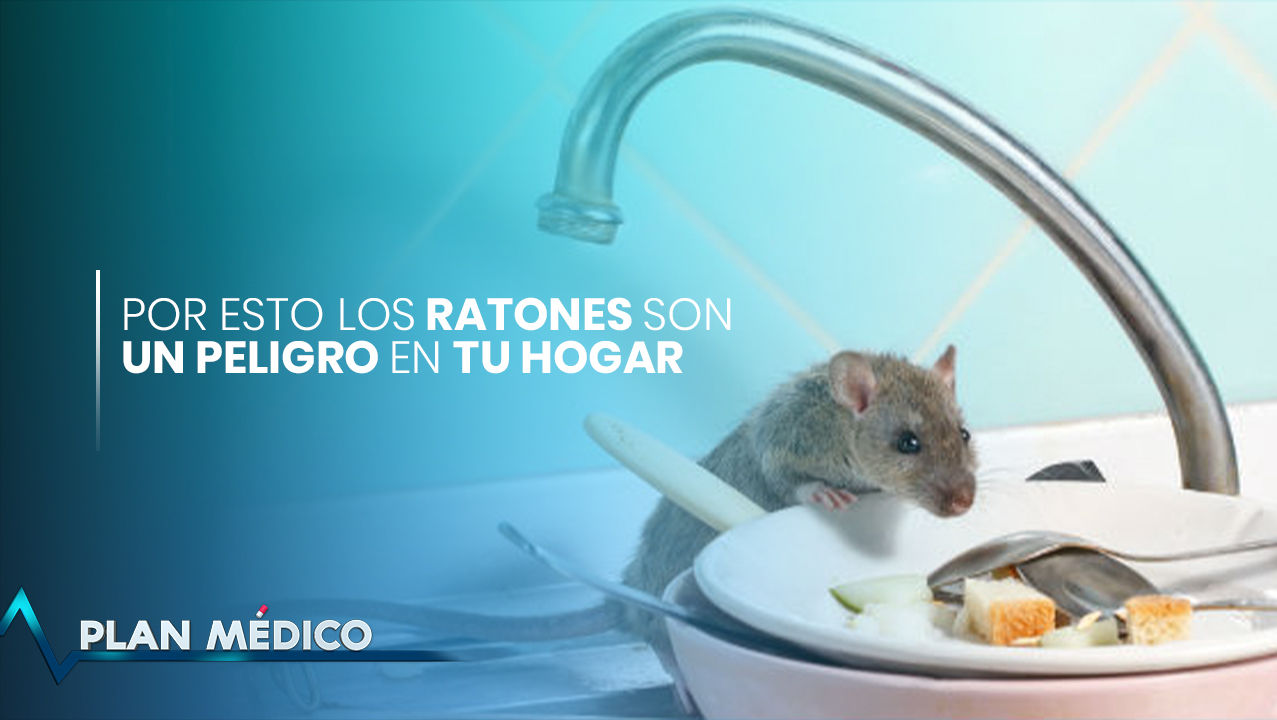 Por Esto Los Ratones Son Un Peligro En Tu Hogar | Plan Médico