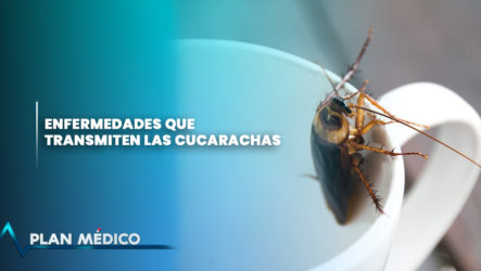 EN VIVO: Enfermedades Que Transmiten Las Cucarachas | Plan Médico