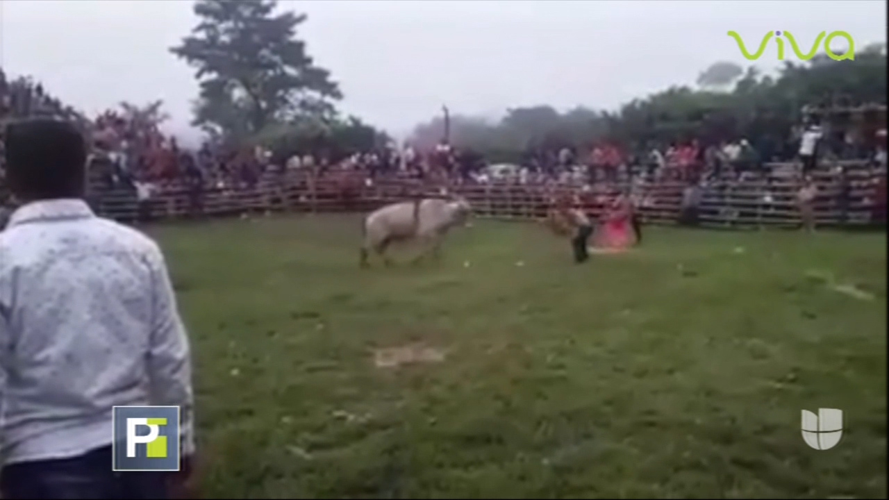 Toro Embravecido Embiste Hombre, Lo Deja Inconsciente