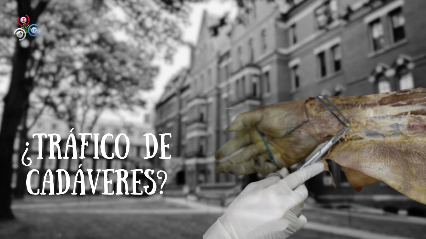 Desmantelan Red De Tráfico De Cadáveres Que Operaba En La Morgue De Harvard