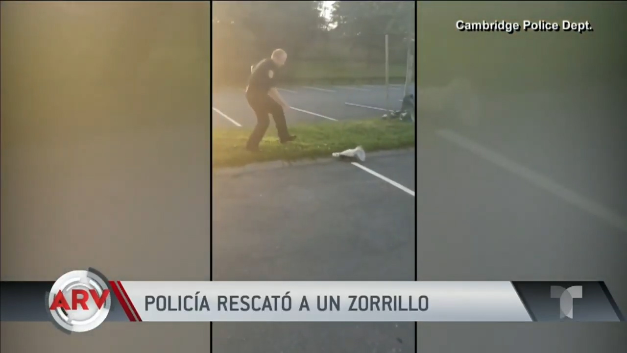 Un Zorrillo Lanzó Su Líquido Apestoso A Un Policía Que Lo Ayudó