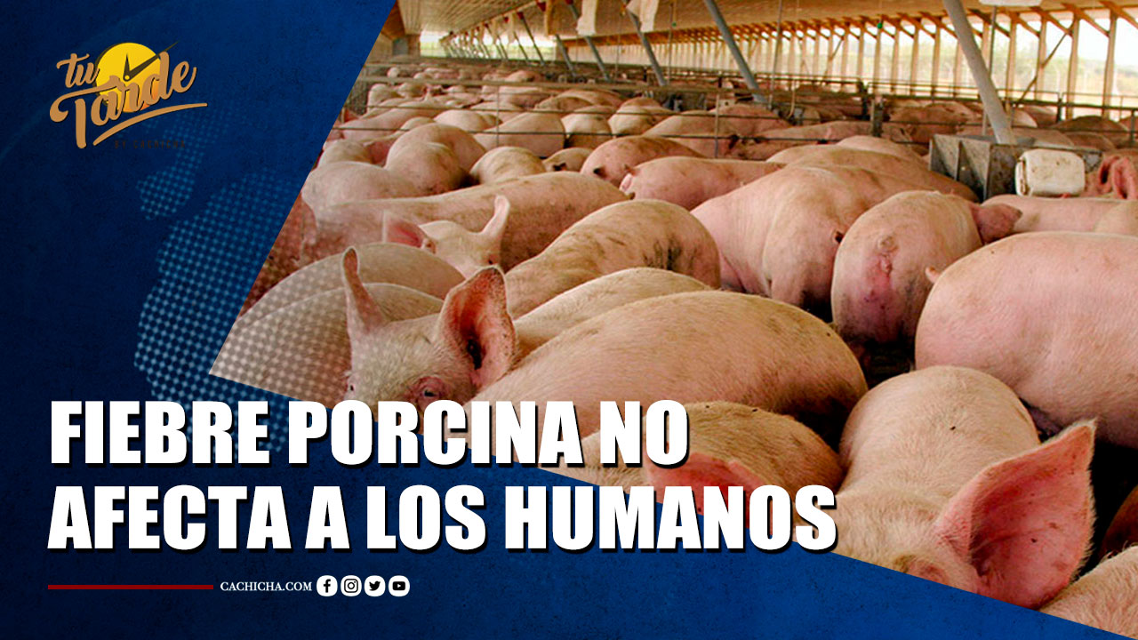 Fiebre Porcina No Afecta A Los Humanos; El Consumo De Carne De Cerdo Es Seguro | Tu Tarde By Cachicha