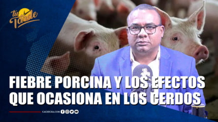 Gabriel Sánchez Comenta Sobre La Fiebre Porcina Africana Y Los Efectos Que Ocasiona En Los Cerdos – Tu Tarde By Cachicha 
