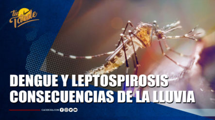 Dengue, Leptospirosis Y Otras Enfermedades, Las Consecuencias De La Lluvia | Tu Tarde By Cachicha