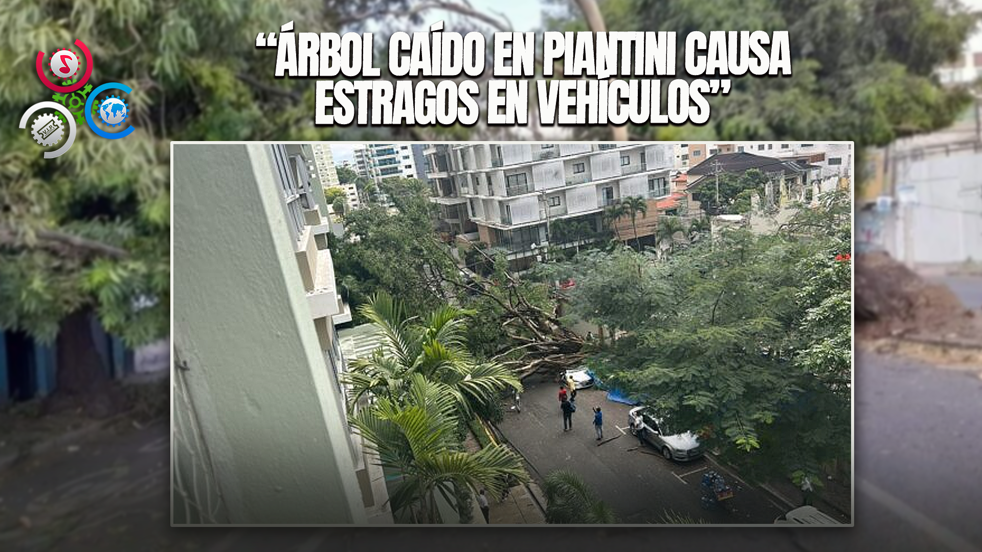 Un árbol Cae En Piantini Y Provoca Daños A Varios Vehículos