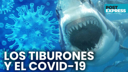 La Vacuna Contra El COVID-19 Podría Matar A Medio Millón De Tiburones | Post Express