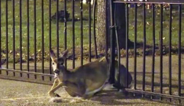 En Georgia, Un Policía Libera A Un Venado Atrapado En Una Verja