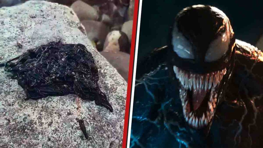 Encuentran Aterradora Criatura La Comparan Con Venom