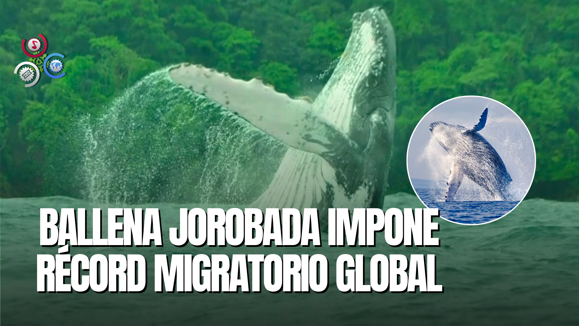 Planeta Tierra: Ballena Jorobada Recorre Miles De Millas E Impone Récord