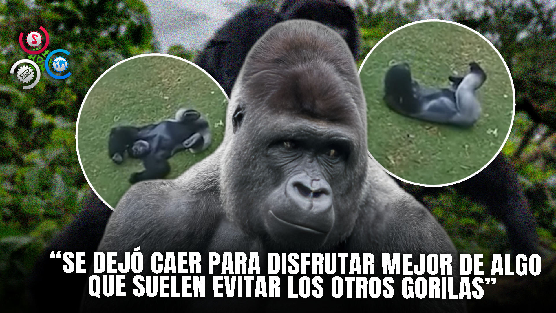 Video Muestra A Gorila Disfrutando La Lluvia Como Un Niño