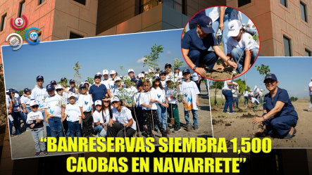 Voluntariado Banreservas Siembra 1,500 Caobas Criollas En Navarrete Por Mes De La Reforestación