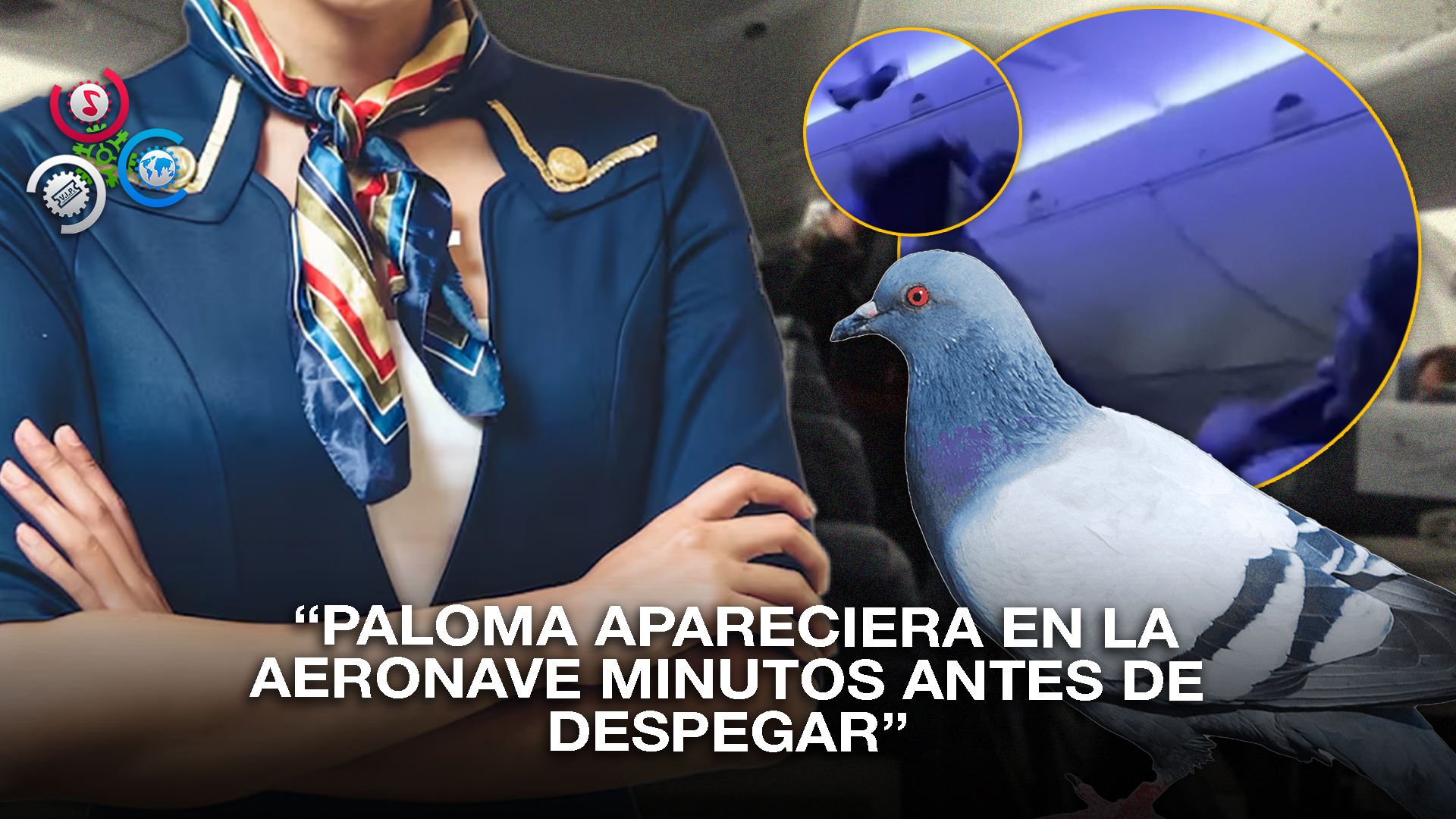 Vuelo En Minnesota Se Ve Alterado Por Presencia De Palomas A Bordo