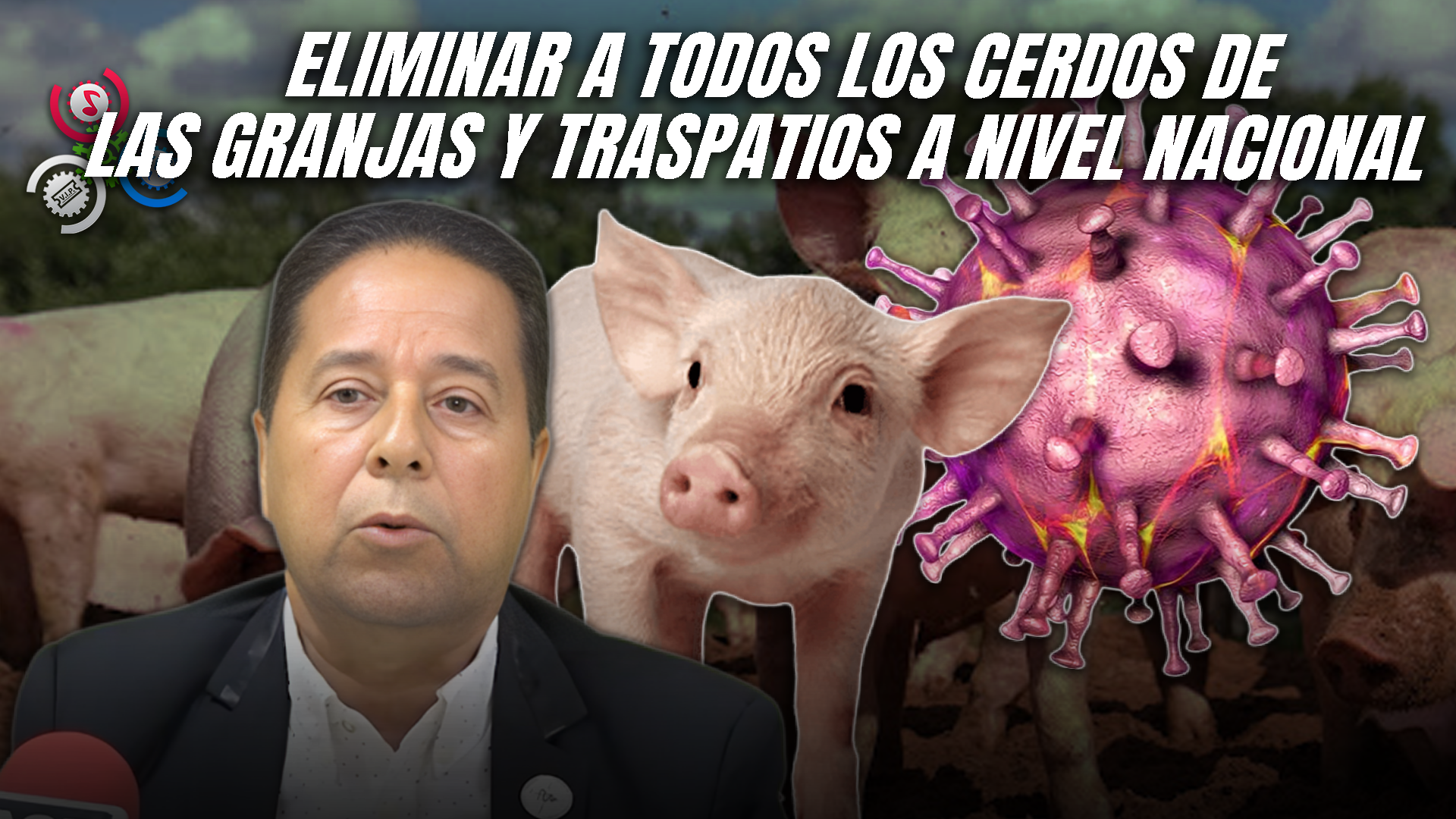 Expertos Sugieren Sacrificio Masivo De Cerdos Para Erradicar La Peste Porcina