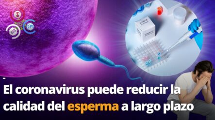 El Coronavirus Puede Reducir La Calidad Del Esperma A Largo Plazo