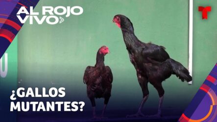 Gallosaurios: Agrónomo Crea Animales De Gran Tamaño En Brasil