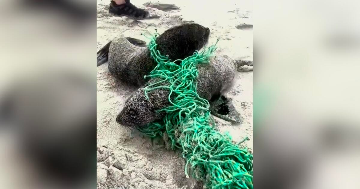 Bañistas Liberan Dos Focas Atrapadas En Una Red De Pesca