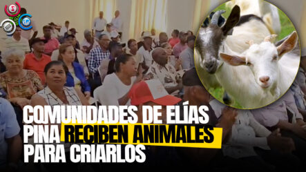 Gobierno Hizo Entrega De Animales De Crianza GANADERA En Comunidades Rurales De Elías Piña