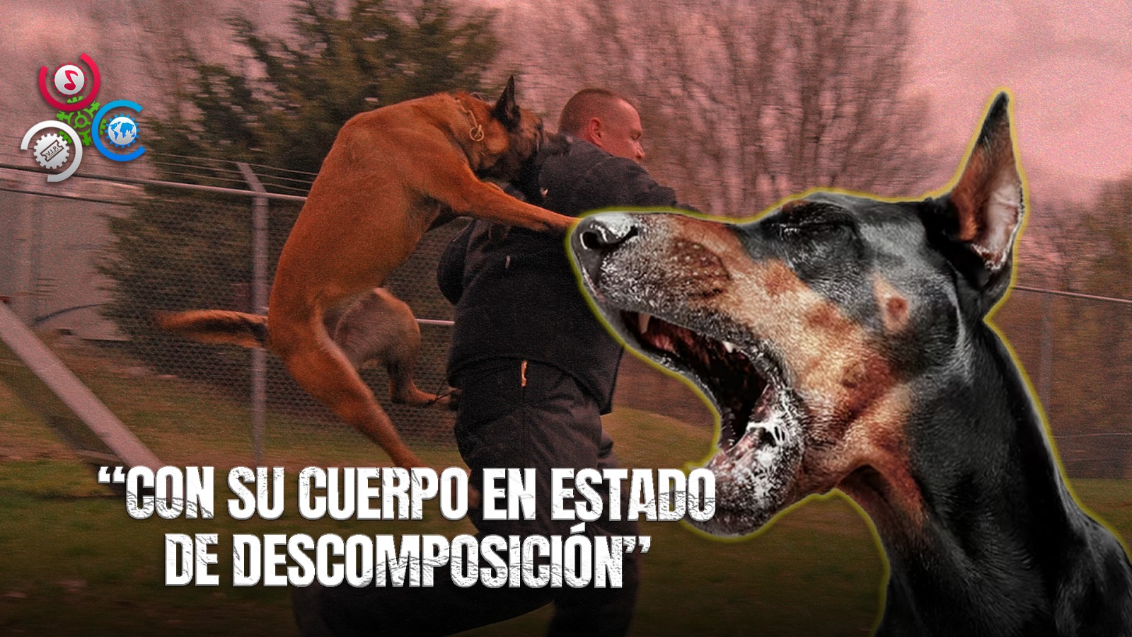 Hombre De 60 Años Hallado Sin Vida En Don Pedro, Santiago, Presuntamente Devorado Por Perros