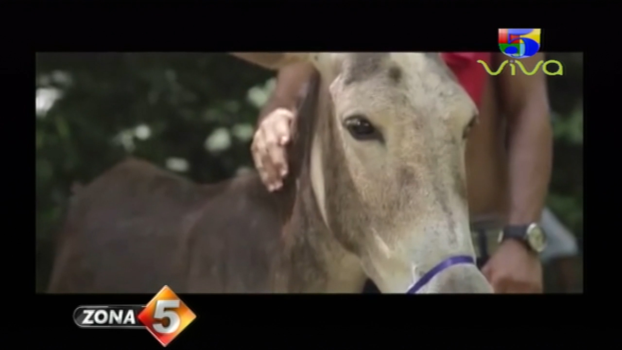 En Zona 5 Analizan Las Consecuencias De La Zoofilia