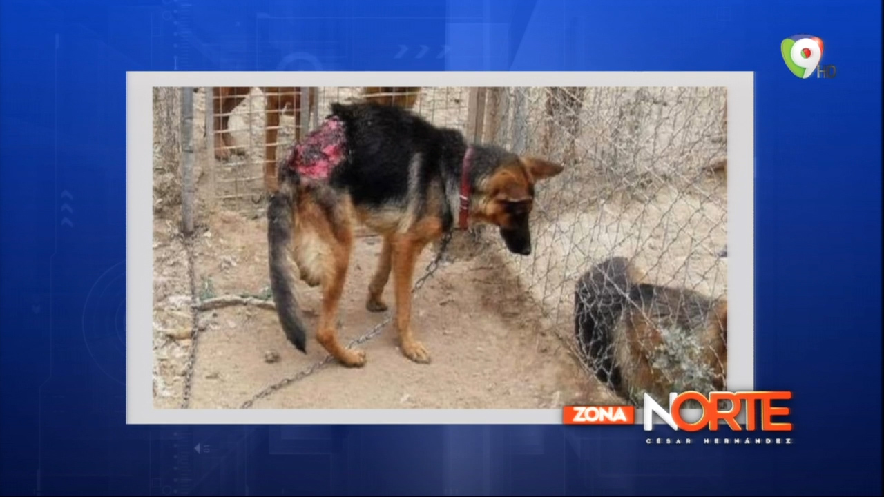 Cris Paulino: Ley De Protección Animal Y Tenencia Responsable