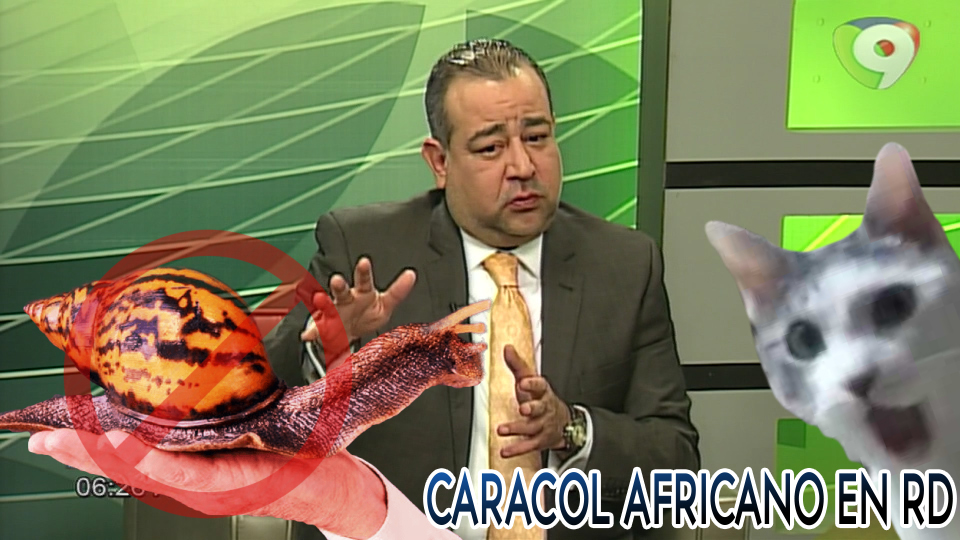 ¿Que Te Puede Pasar Si Te Pica El Caracol Africano Que Anda En RD? – No Creerás Cómo Llegó Al País