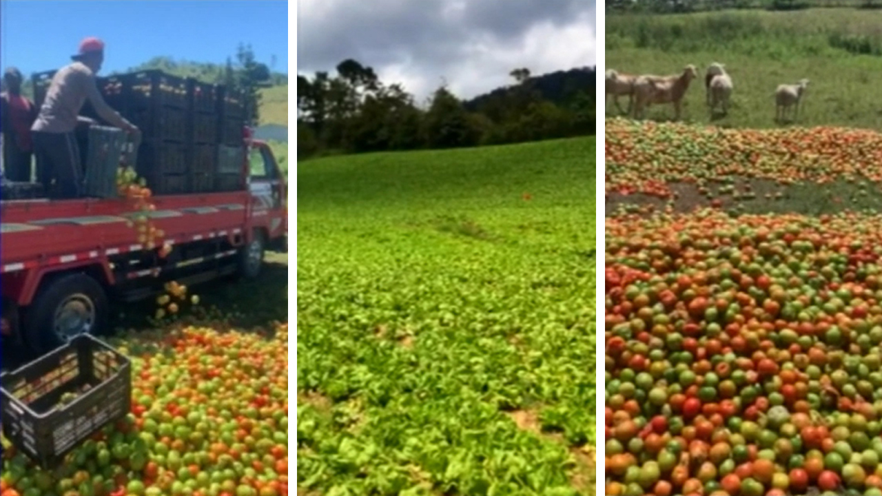 Agricultores De Constanza Tienen Que Votar Sus Cosechas A Falta De Mercados 