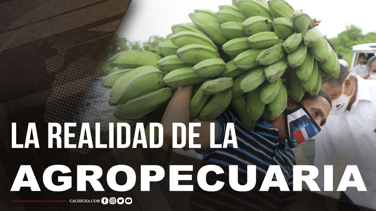 Conoce A Fondo El Tema De La Agropecuaria En El País  | Tu Mañana By Cachicha