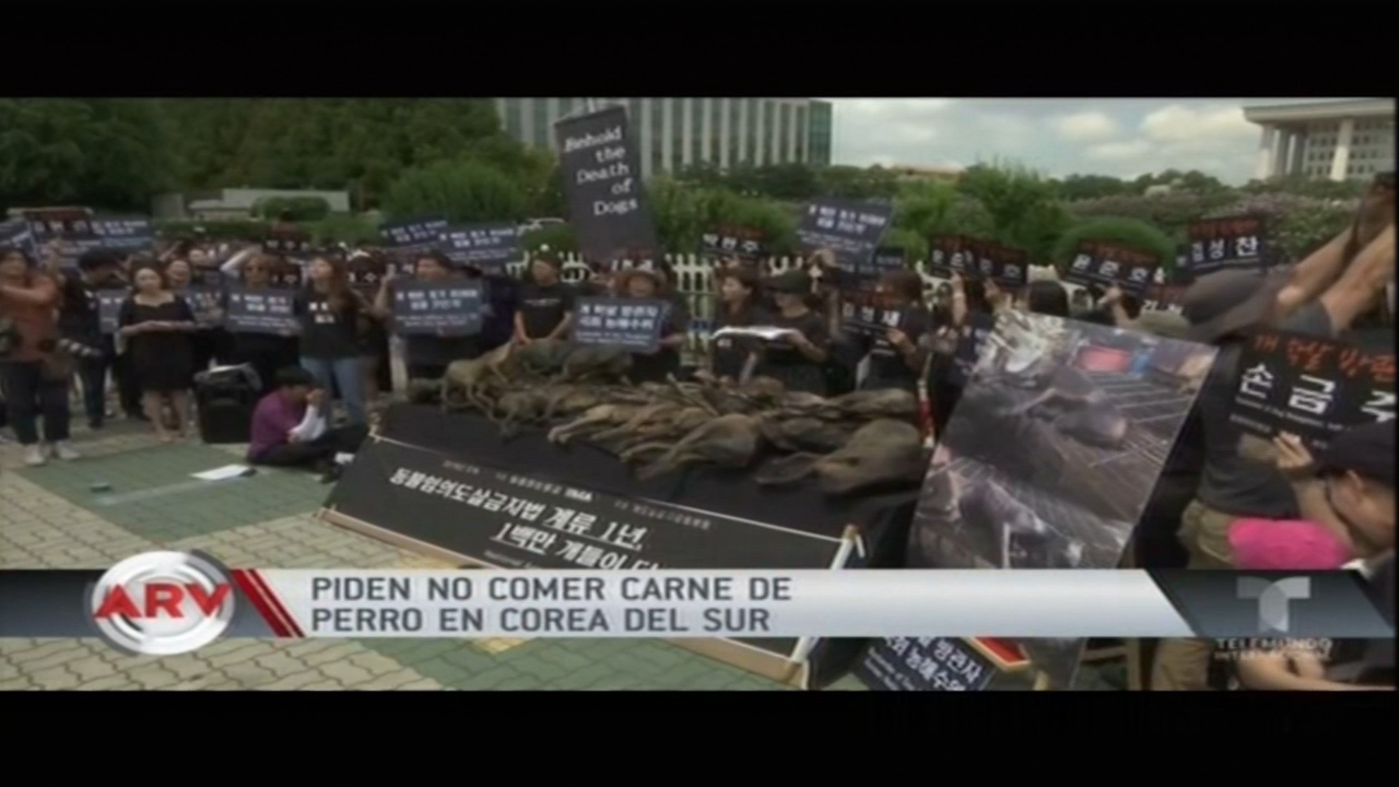Piden No Comer Carne De Perro En Corea Del Sur