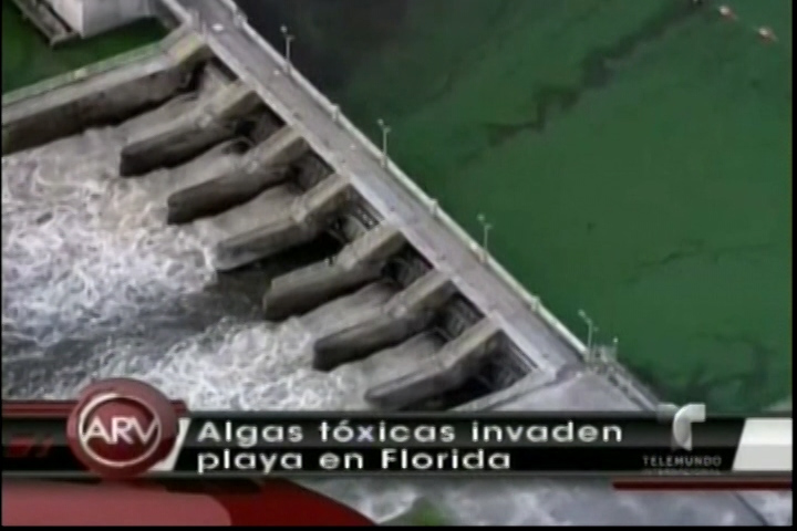 Algas Tóxicas En La Florida Invaden Lagos Y Playas Matando Muchos Peces Y Otros Animales Marinos