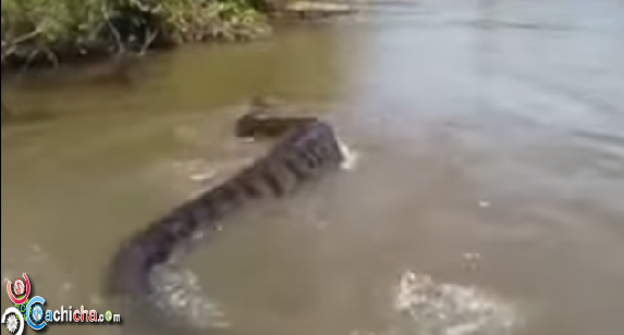 Encuentran Anaconda Gigante E Intentan Atraparla #Video